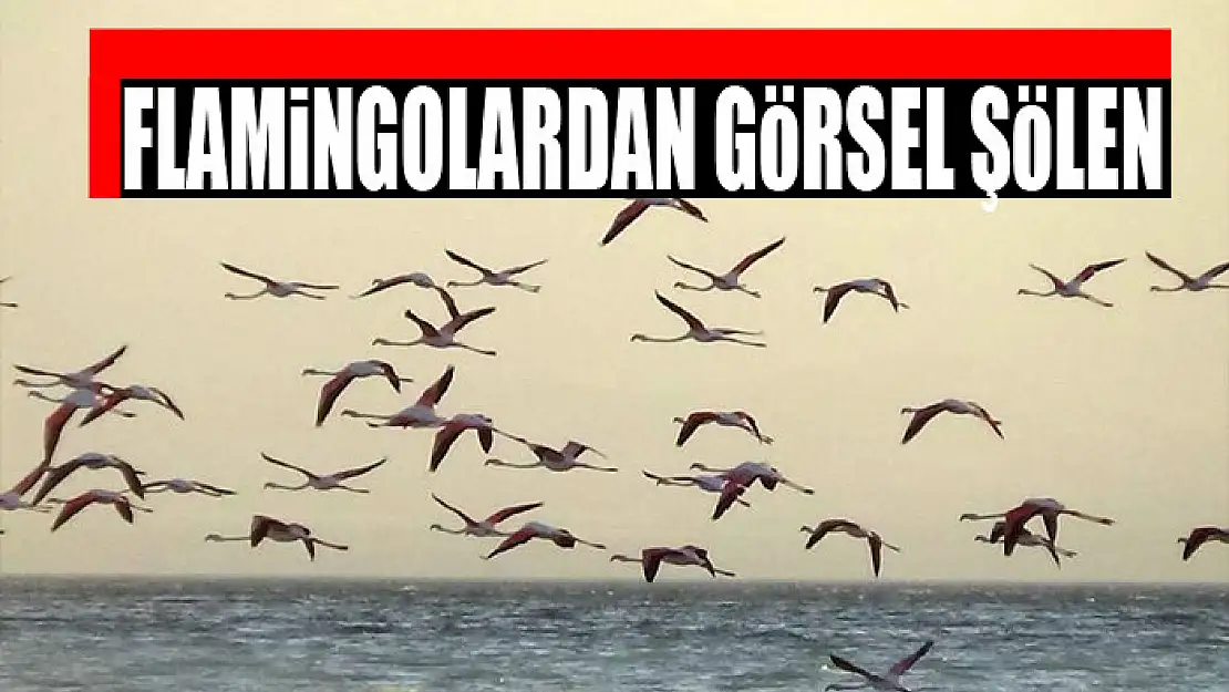 Flamingolardan görsel şölen