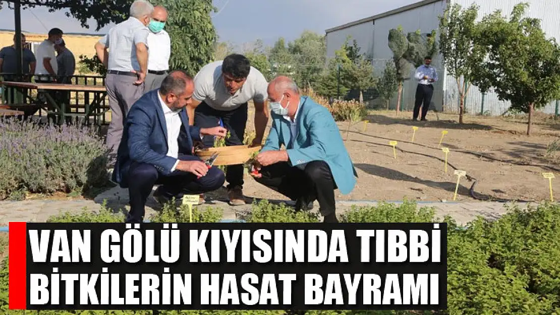 Van Gölü kıyısında tıbbi bitkilerin hasat bayramı