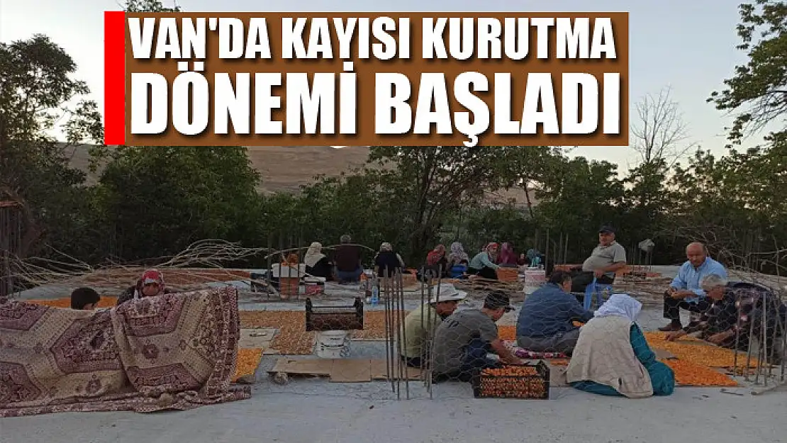 Van'da kayısı kurutma dönemi başladı