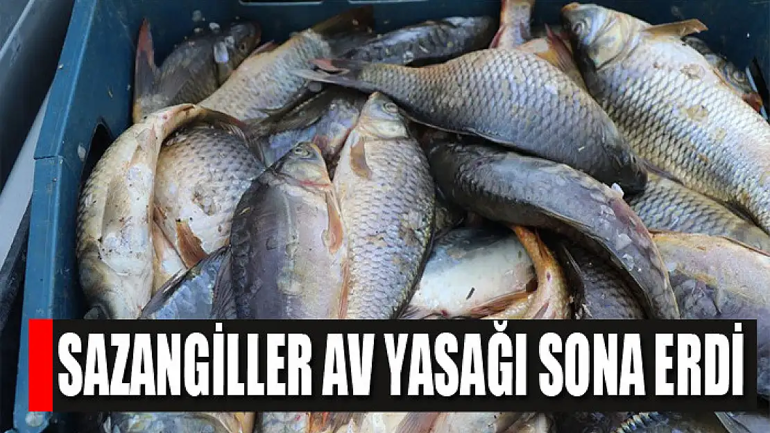 Sazangiller av yasağı sona erdi