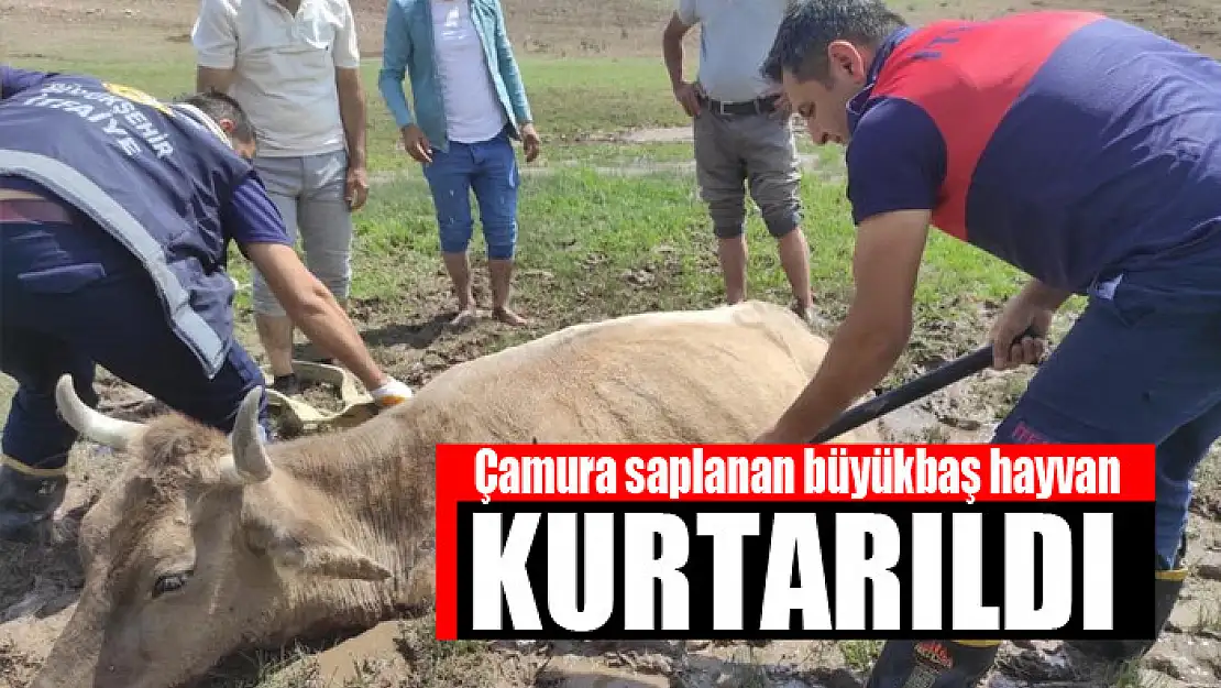 Çamura saplanan büyükbaş hayvan kurtarıldı