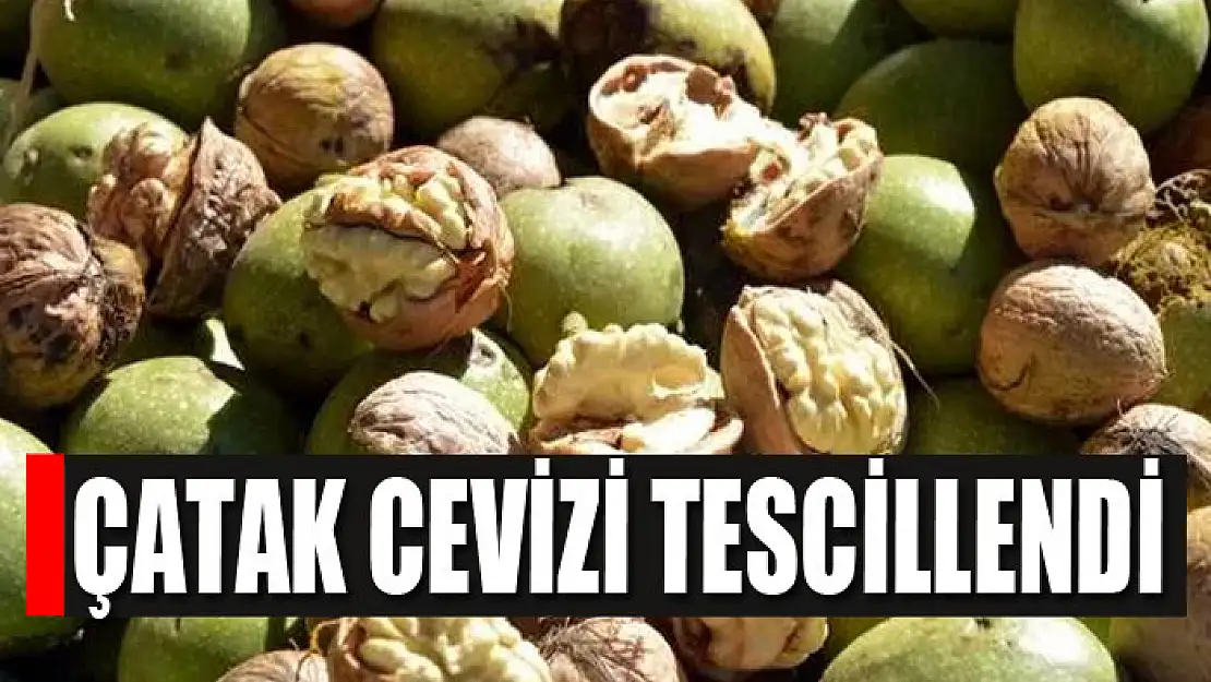 Çatak cevizi tescillendi