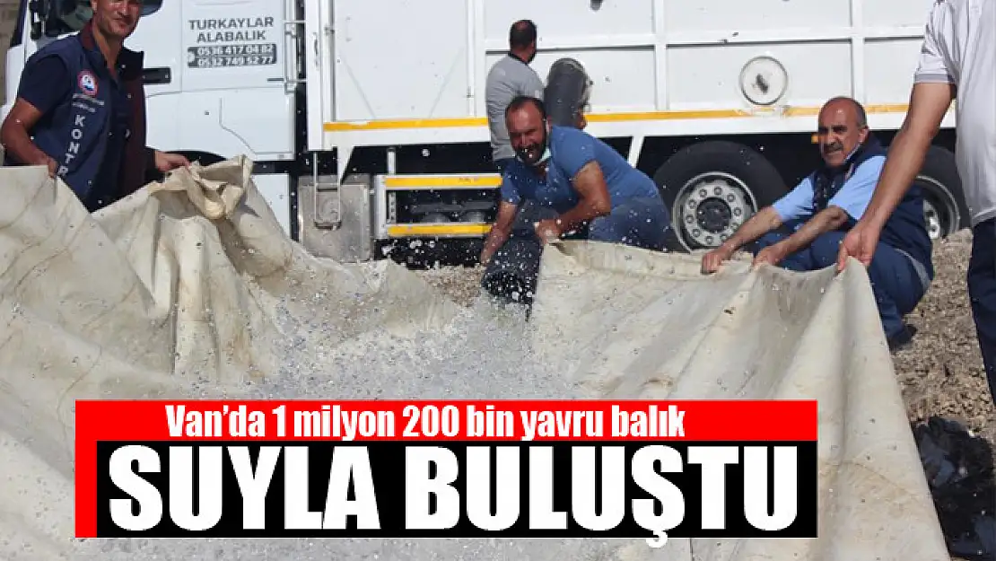 Van'da 1 milyon 200 bin yavru balık suyla buluştu