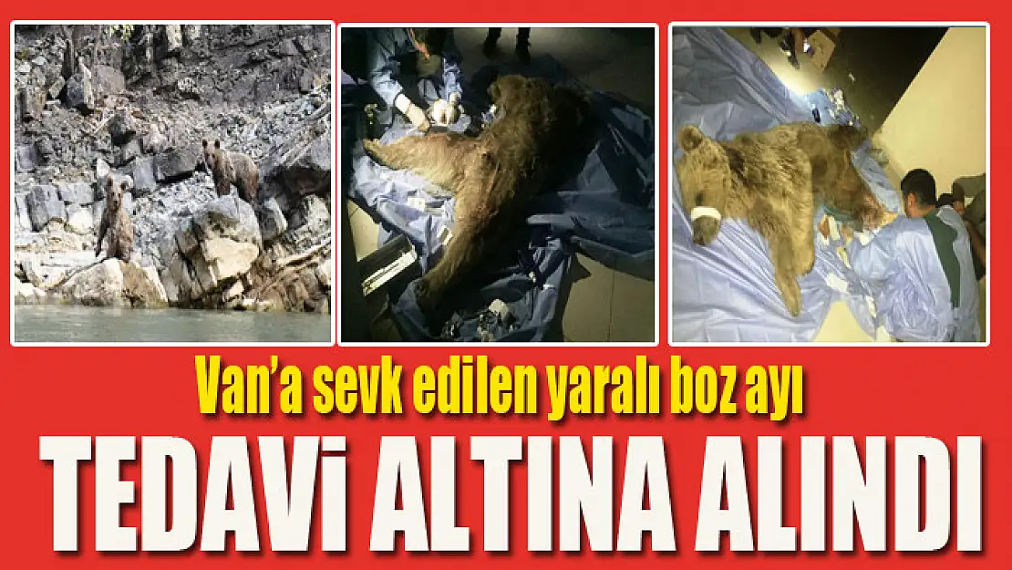 Van'a sevk edilen yaralı boz ayı tedavi altına alındı