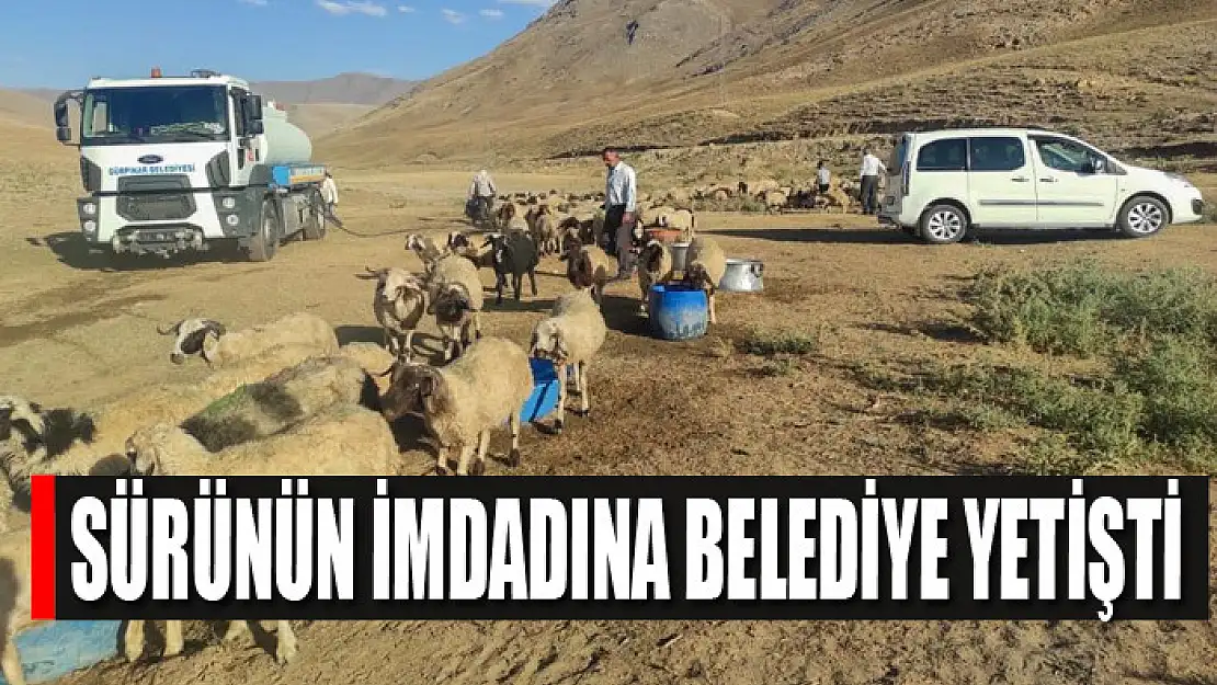 Gürpınar'da sürünün imdadına belediye yetişti