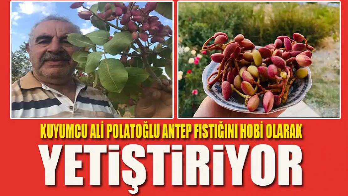 ANTEP FISTIĞINI HOBİ OLARAK YETİŞTİRİYOR