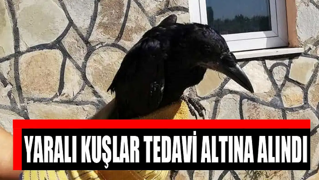 Yaralı kuşlar tedavi altına alındı