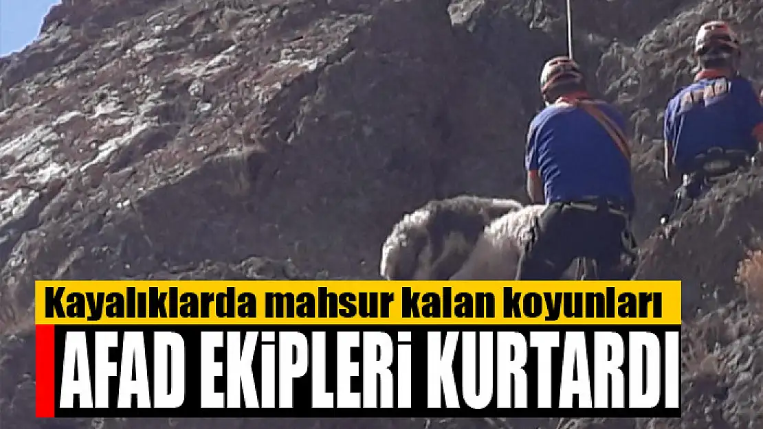 Kayalıklarda mahsur kalan koyunları AFAD kurtardı