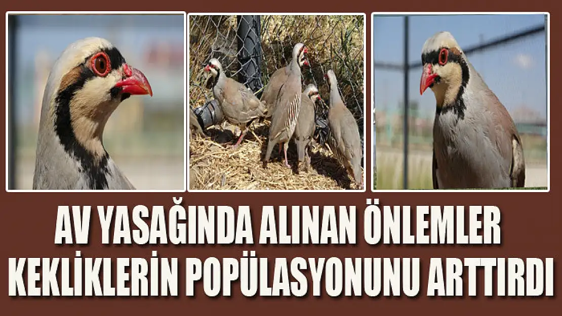 Av yasağında alınan önlemler kekliklerin popülasyonunu arttırdı