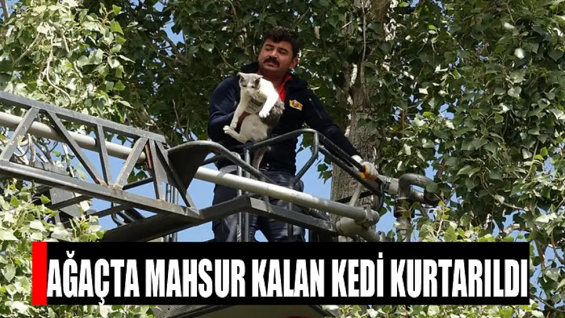 Ağaçta mahsur kalan kedi kurtarıldı