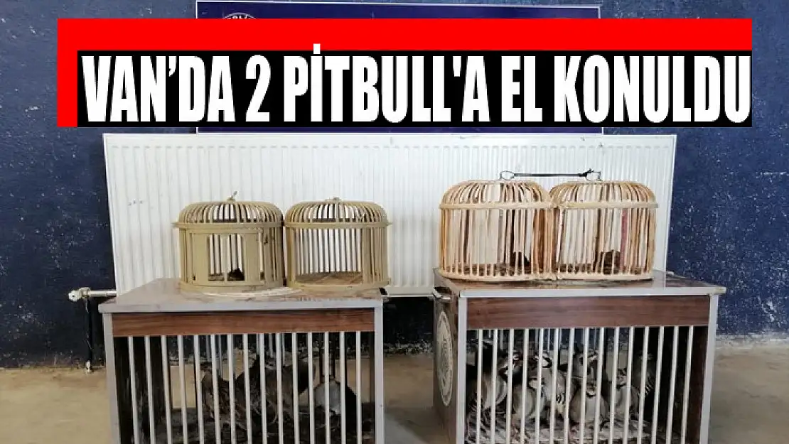 Van'da 2 pitbull'a el konuldu