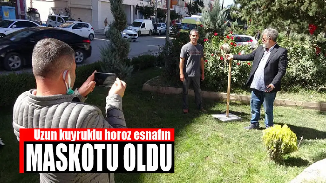 Uzun kuyruklu horoz esnafın maskotu oldu