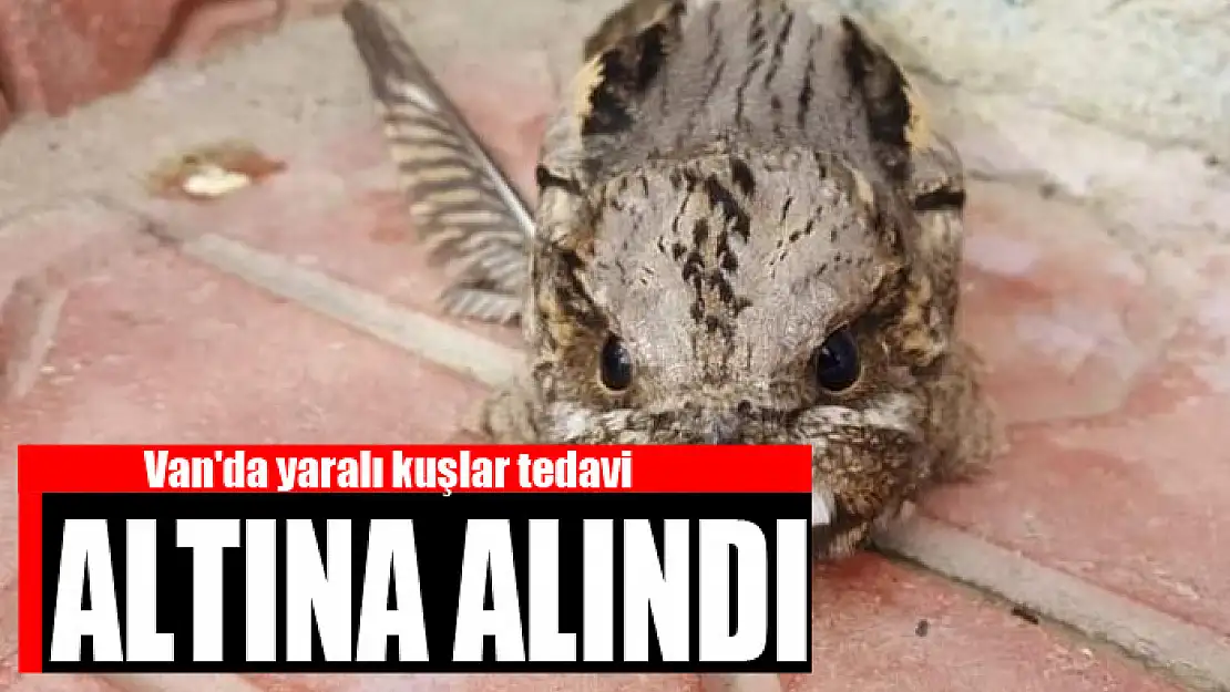 Van'da yaralı kuşlar tedavi altına alındı