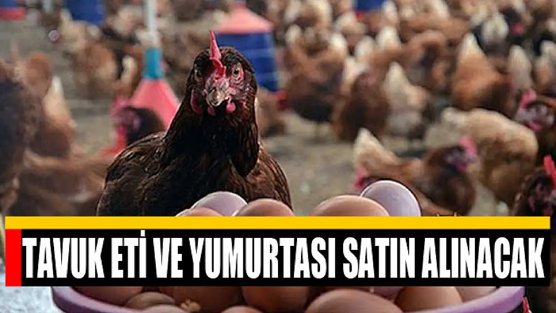 Tavuk eti ve yumurtası satın alınacak