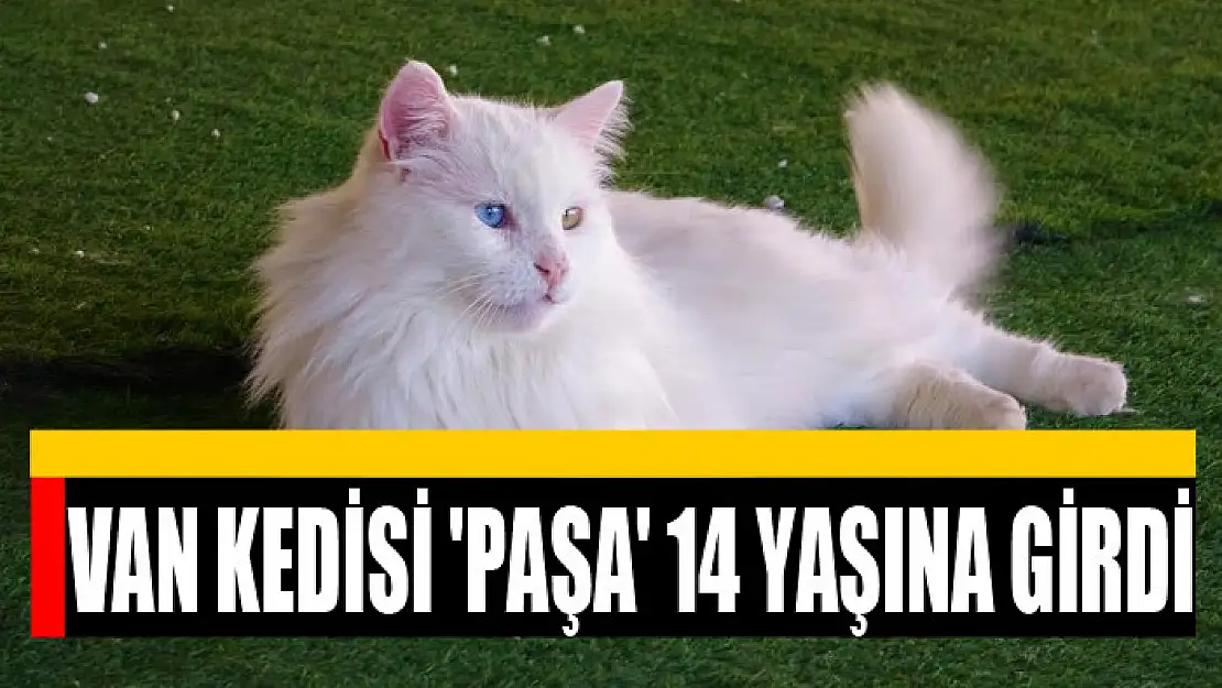 Van kedisi Paşa 14 yaşına girdi