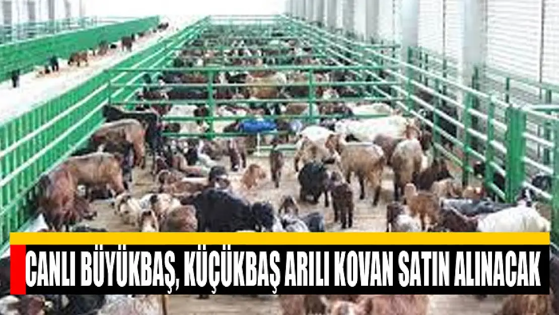 Canlı büyükbaş, küçükbaş arılı kovan satın alınacak