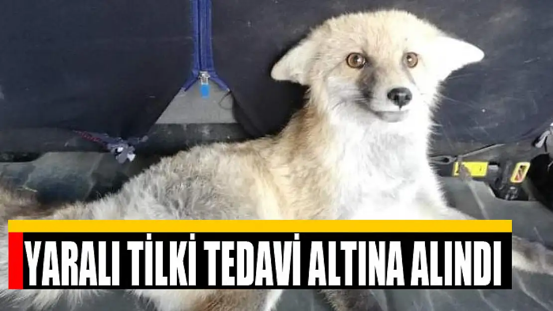 Yaralı tilki tedavi altına alındı