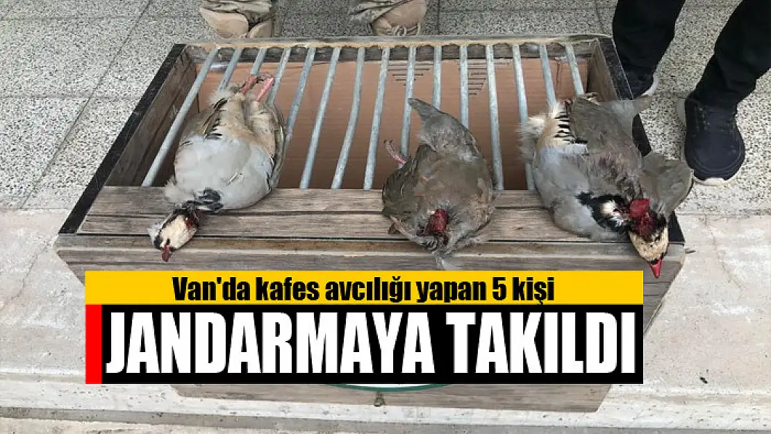 Van'da kafes avcılığı yapan 5 kişi jandarmaya takıldı