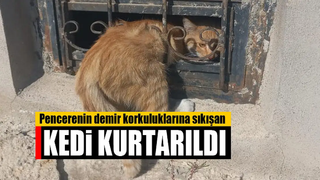 Pencerenin demir korkuluklarına sıkışan kedi kurtarıldı