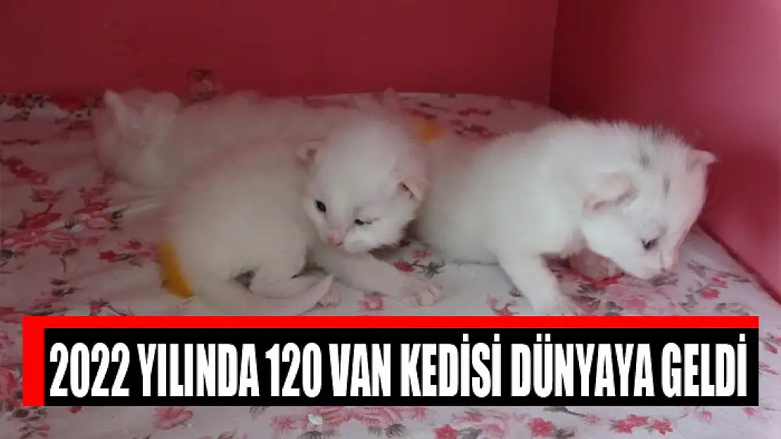 2022 yılında 120 Van kedisi dünyaya geldi