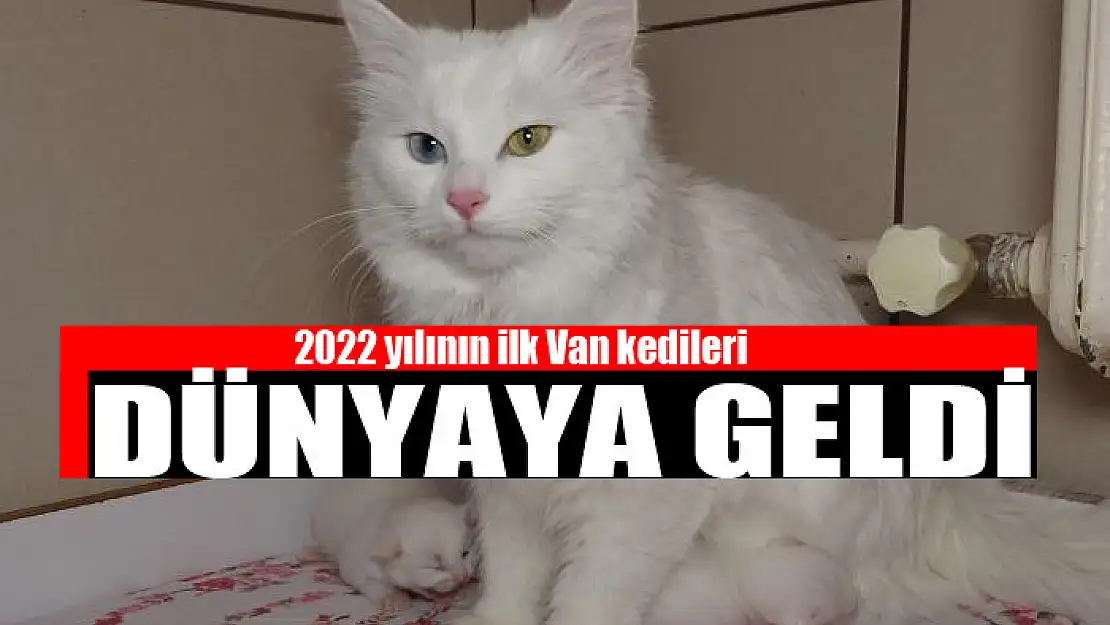 2022 yılının ilk Van kedileri dünyaya geldi