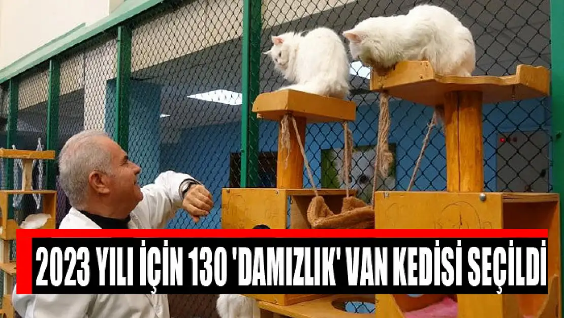 2023 yılı için 130 'damızlık' Van kedisi seçildi