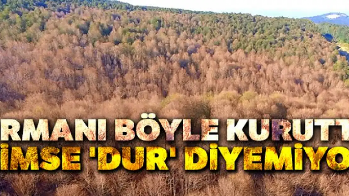 Tırtıllar ormanı böyle kuruttu...