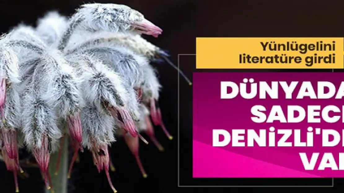 Yünlügelini dünya literatürüne girdi: Sadece Denizli'de var