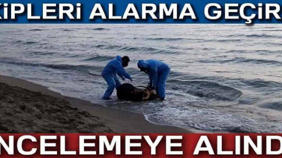 Sahile vuran varil ekipleri alarma geçirdi