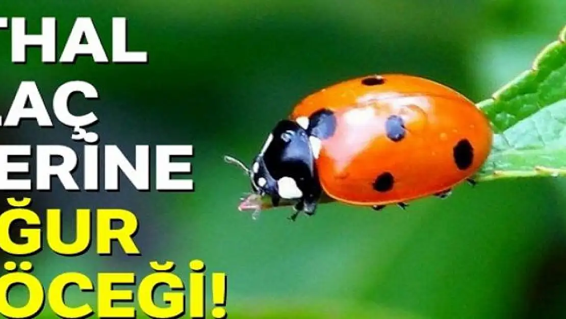 İthal ilaç yerine uğur böceği