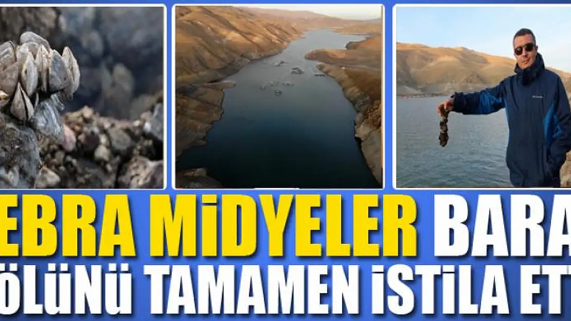 Zebra midyeler baraj gölünü tamamen istila etti