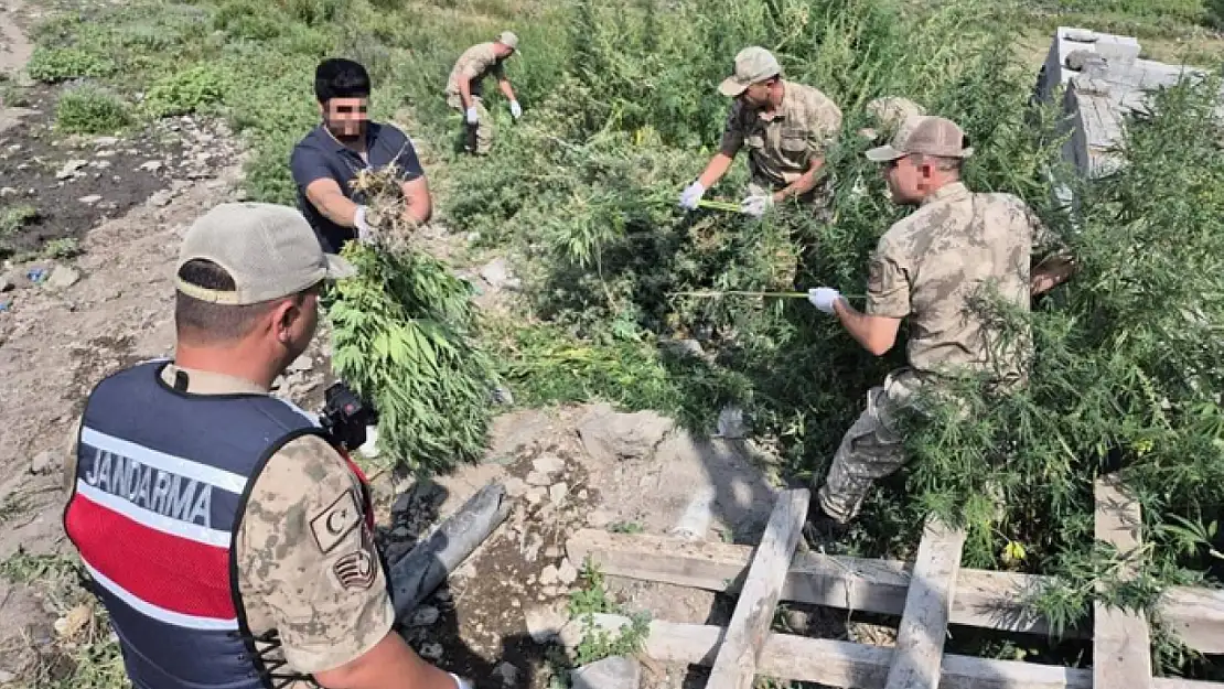 42 bin 658 kök kenevir ele geçirildi