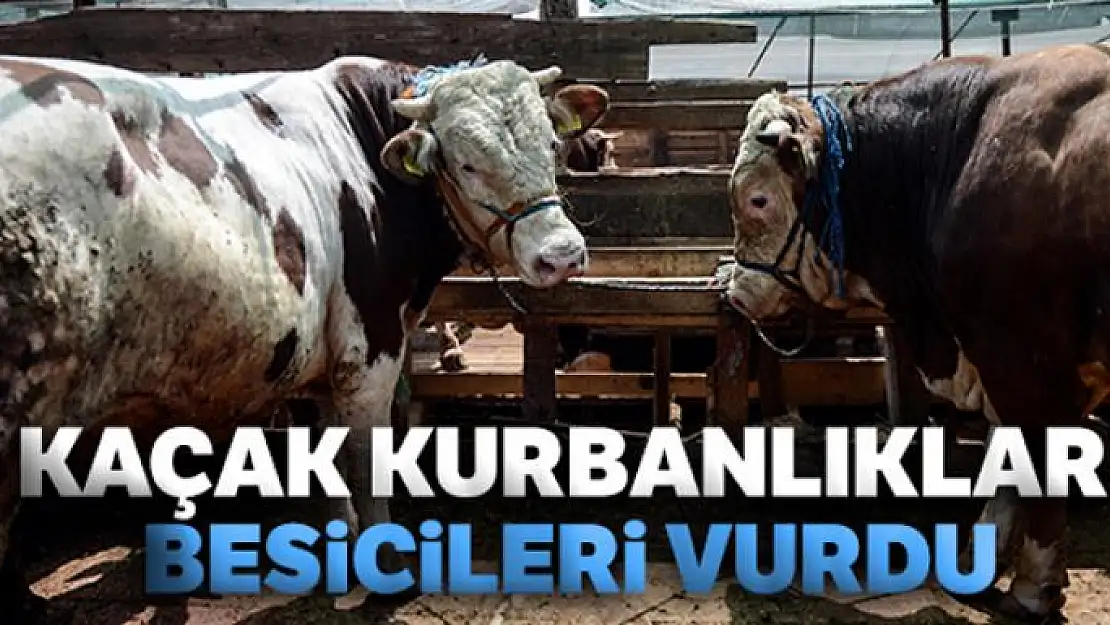 Kaçak kurbanlıklar besicileri vurdu