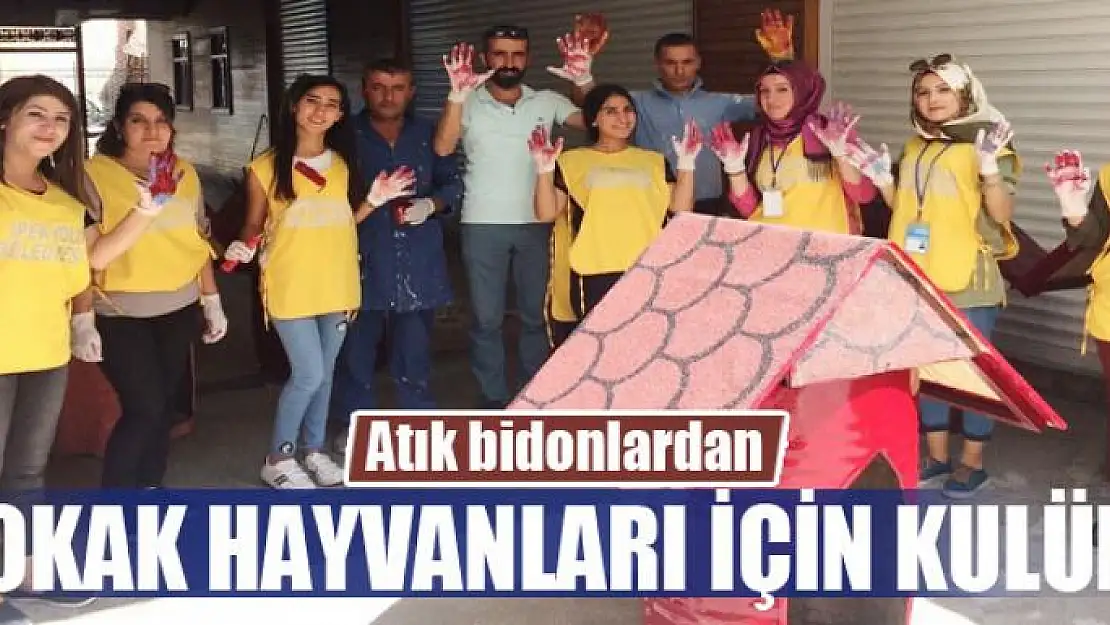 Atık bidonlardan sokak hayvanları için kulübe