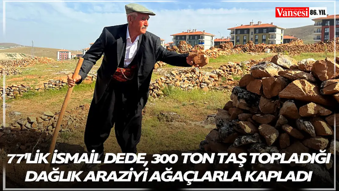 77'lik İsmail dede, 300 ton taş topladığı dağlık araziyi ağaçlarla kapladı