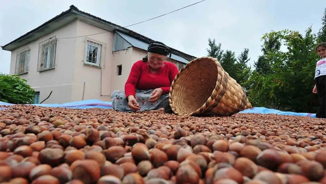 AB ülkelerine 12 bin 851 ton fındık gönderildi