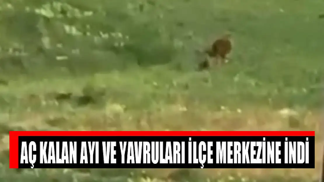 Aç kalan ayı ve yavruları ilçe merkezine indi