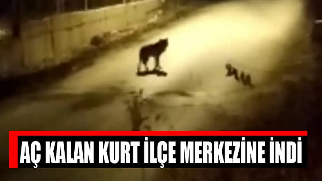 Aç kalan kurt ilçe merkezine indi