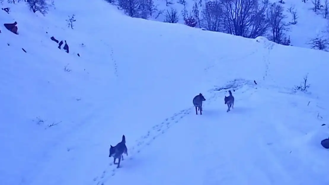 Aç kalan kurtlar köye indi