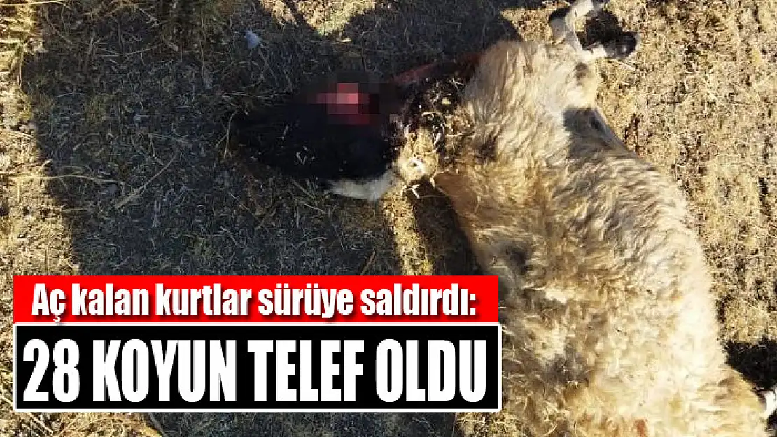 Aç kalan kurtlar sürüye saldırdı: 28 koyun telef oldu