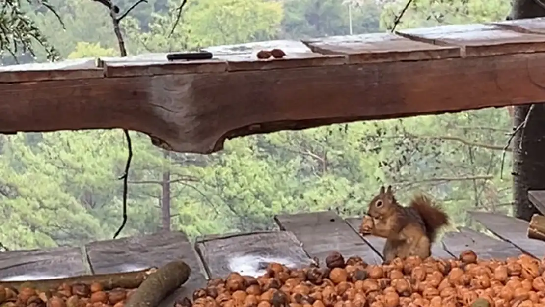 Adana'da ceviz hasadı başladı