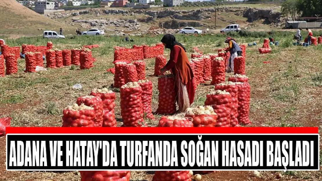 Adana ve Hatay'da turfanda soğan hasadı başladı