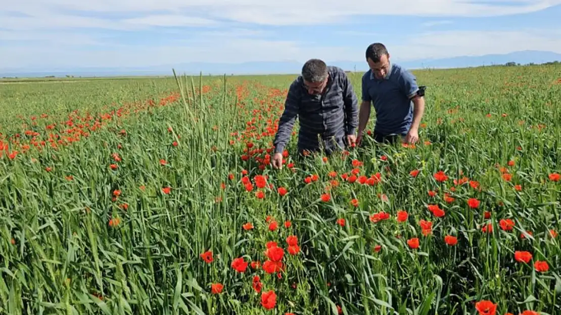Adilcevaz'da tarlalar gelinciklerle süslendi