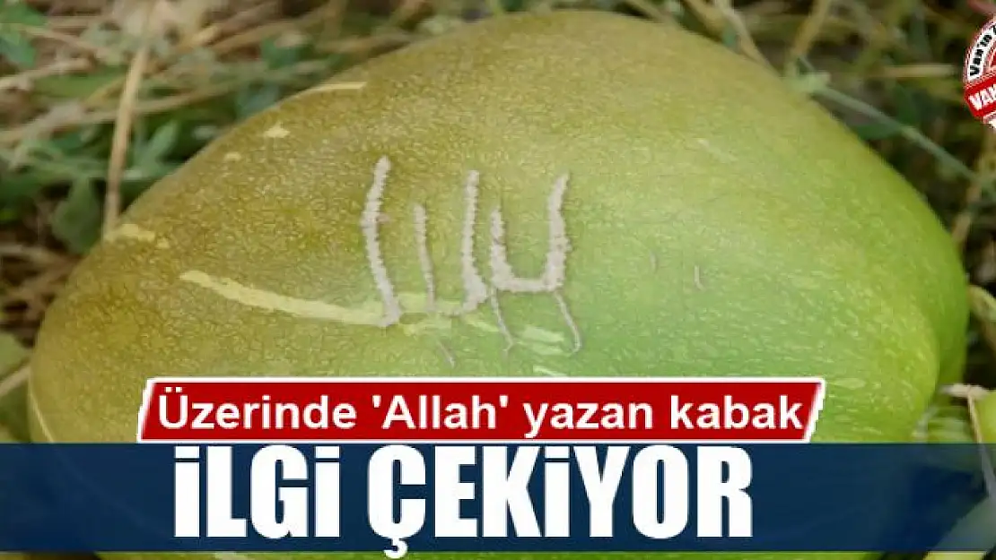 Üzerinde 'Allah' yazan kabak ilgi çekiyor