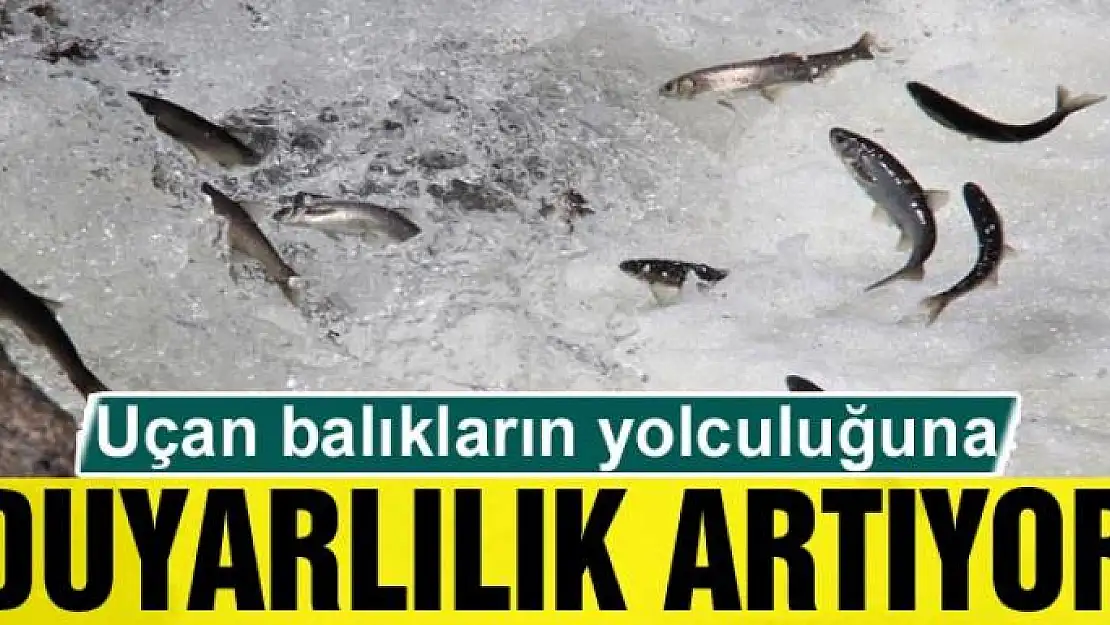 Uçan balıkların yolculuğuna duyarlılık artıyor 