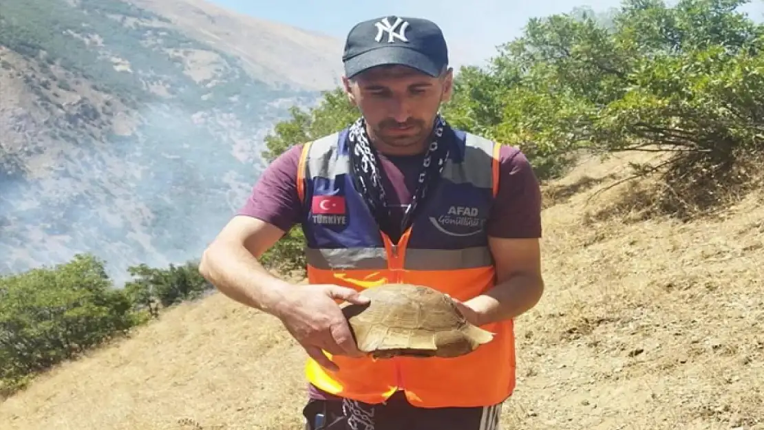 AFAD gönüllüsü yangın bölgesindeki kaplumbağayı kurtardı