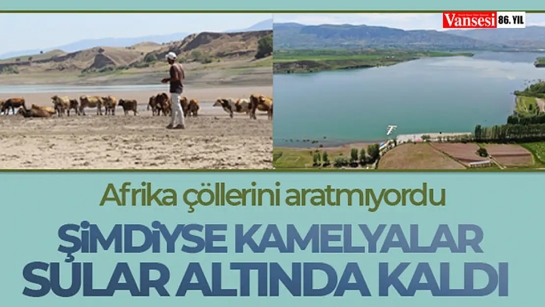 Afrika çöllerini aratmıyordu, şimdiyse kamelyalar sular altında kaldı