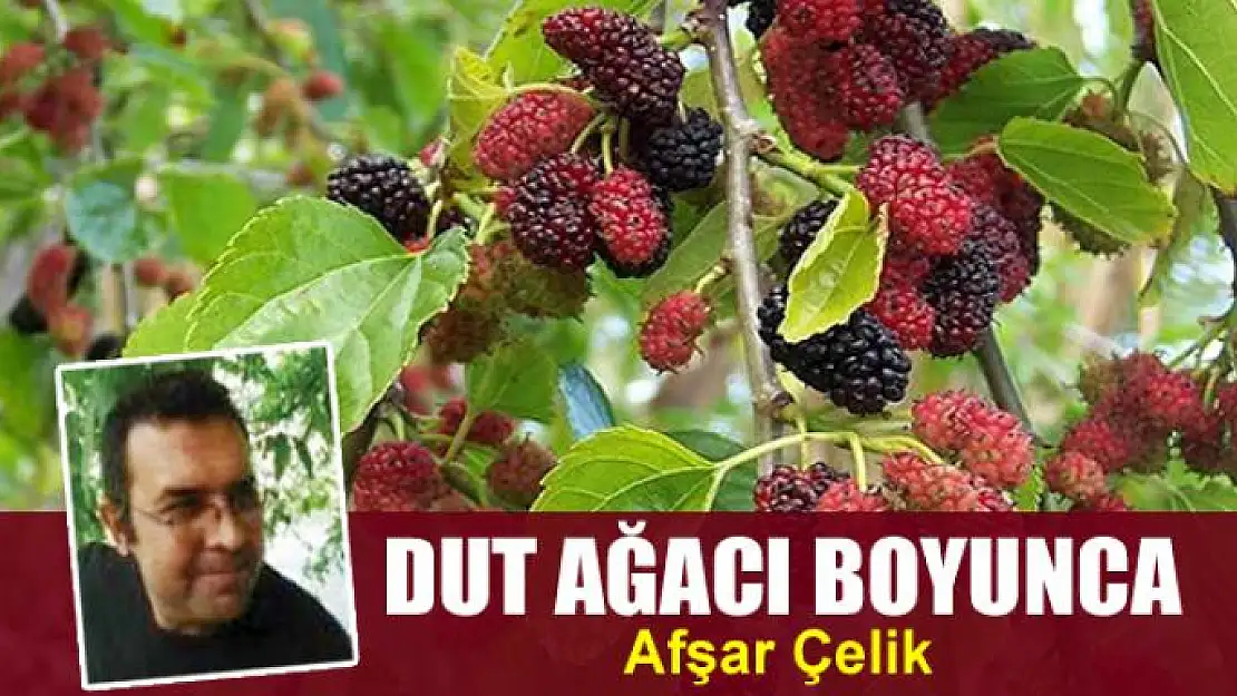 Dut ağacı boyunca