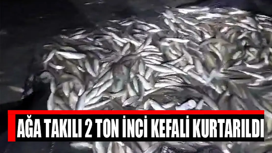 Ağa takılı 2 ton inci kefali kurtarıldı