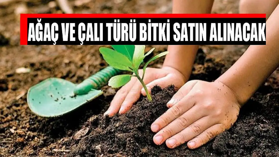 Ağaç ve çalı türü bitki satın alınacak